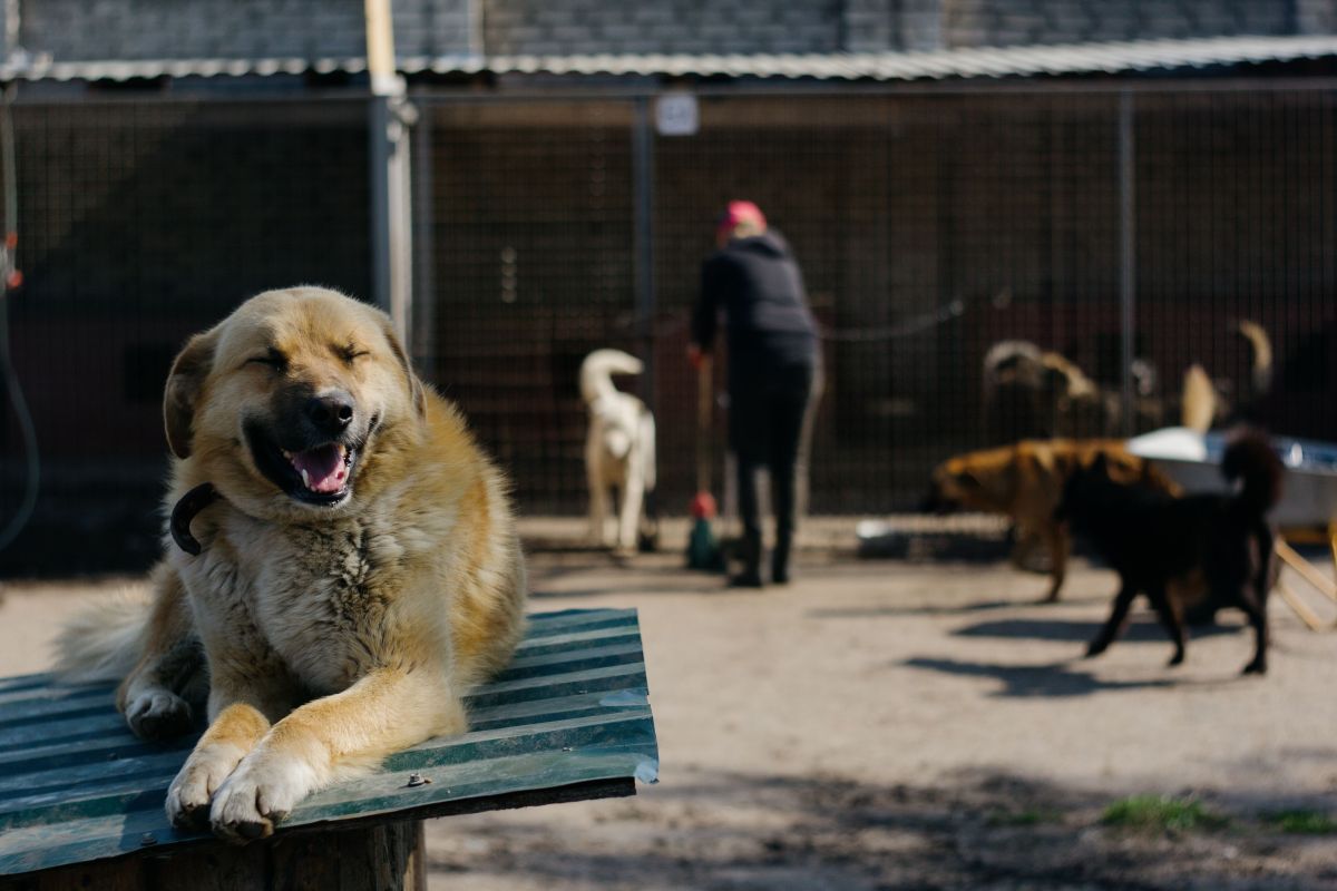 Pet Boarding — Mobivet Veterinary Clinic