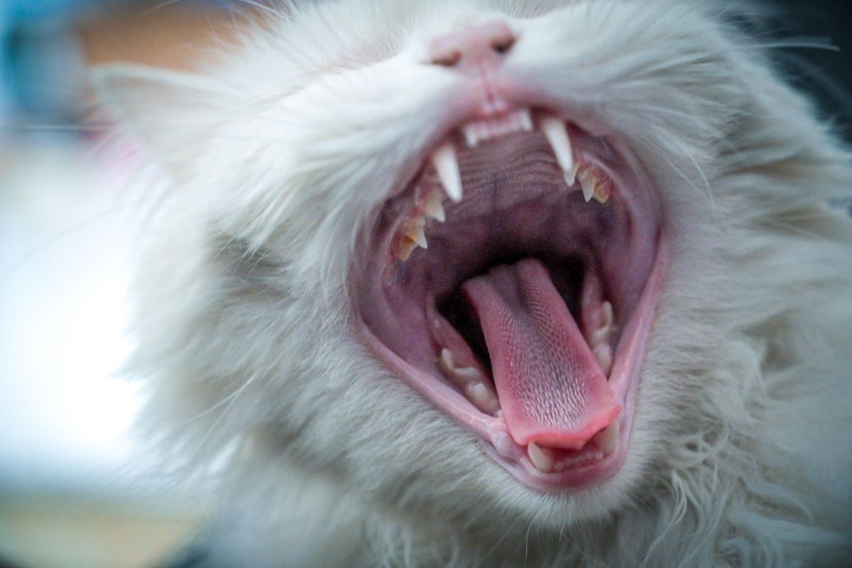 Pet Dental Care — Mobivet Veterinary Clinic