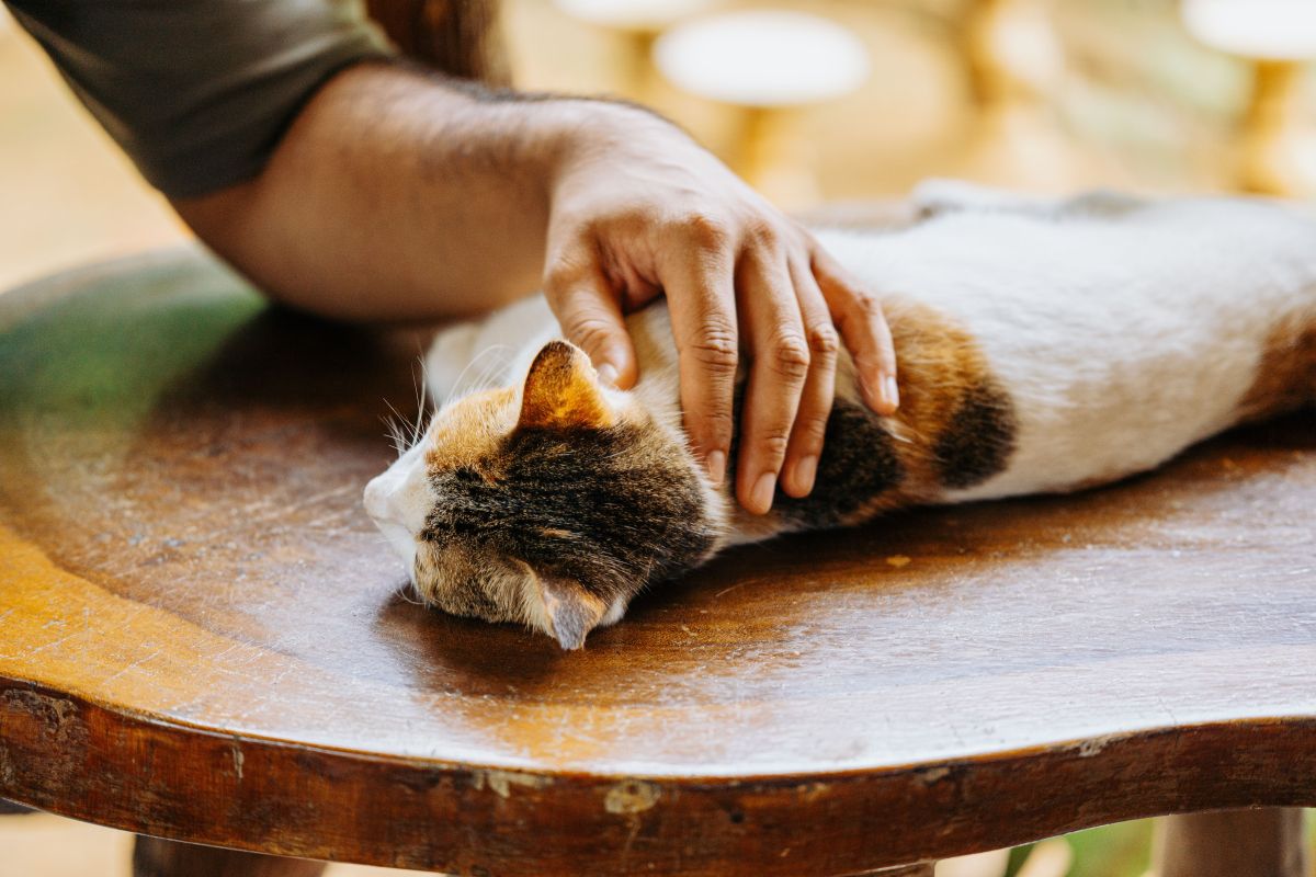 Emergency Veterinary Care — Mobivet Veterinary Clinic