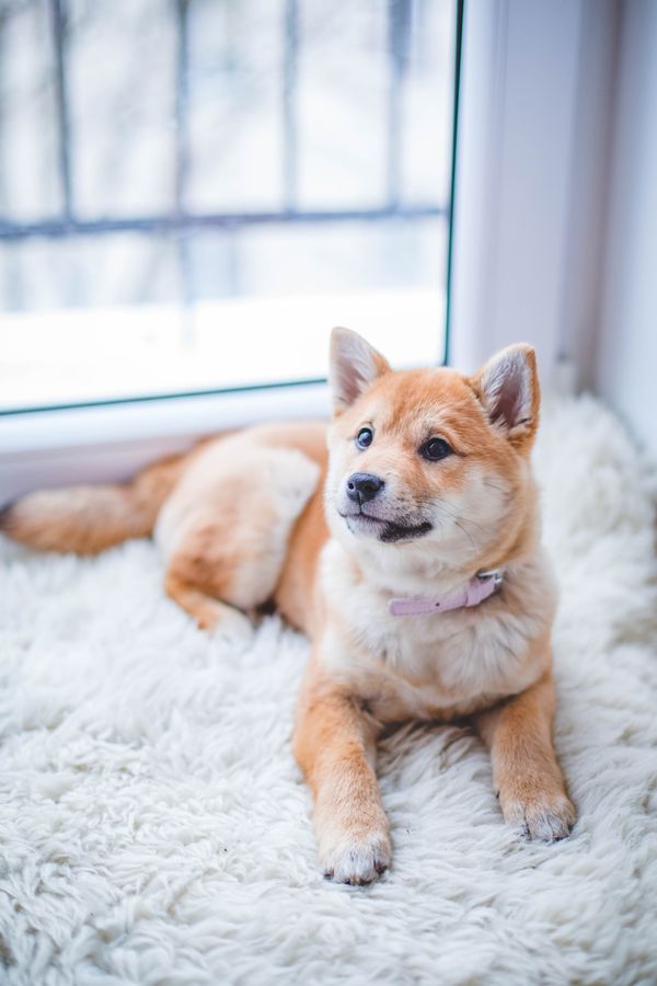 Flea & Tick Control — Mobivet Veterinary Clinic