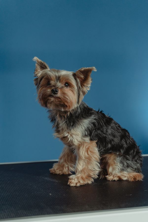 Pet Grooming — Mobivet Veterinary Clinic