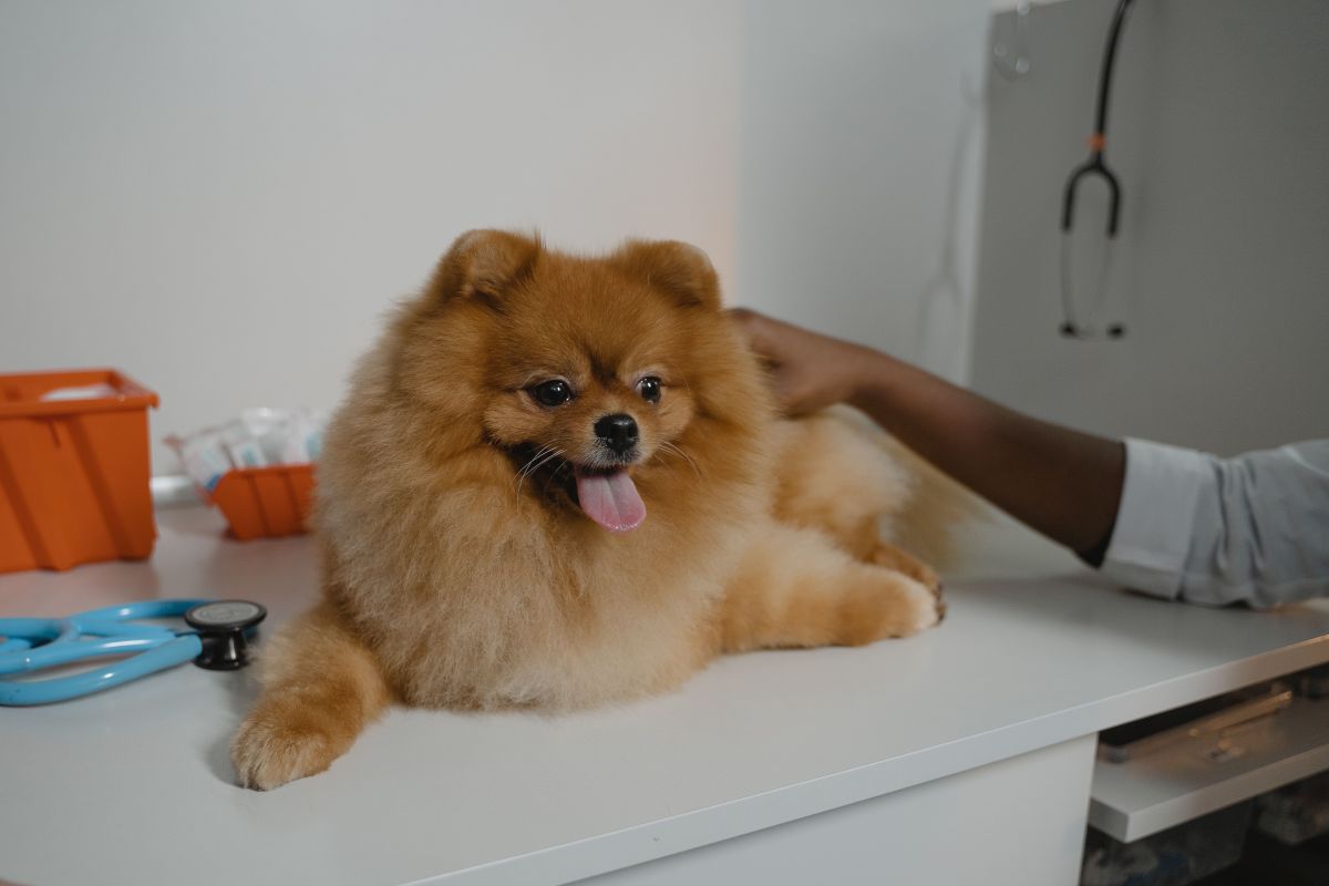 Pet Microchipping — Mobivet Veterinary Clinic