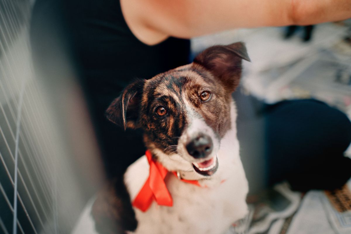 Pet Import & Export — Mobivet Veterinary Clinic