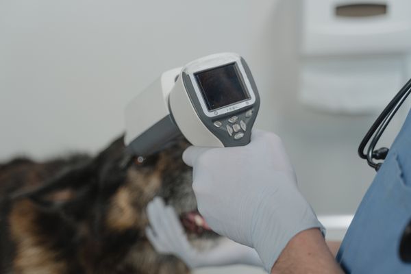 Pet Health Checks & Wellness — Mobivet Veterinary Clinic