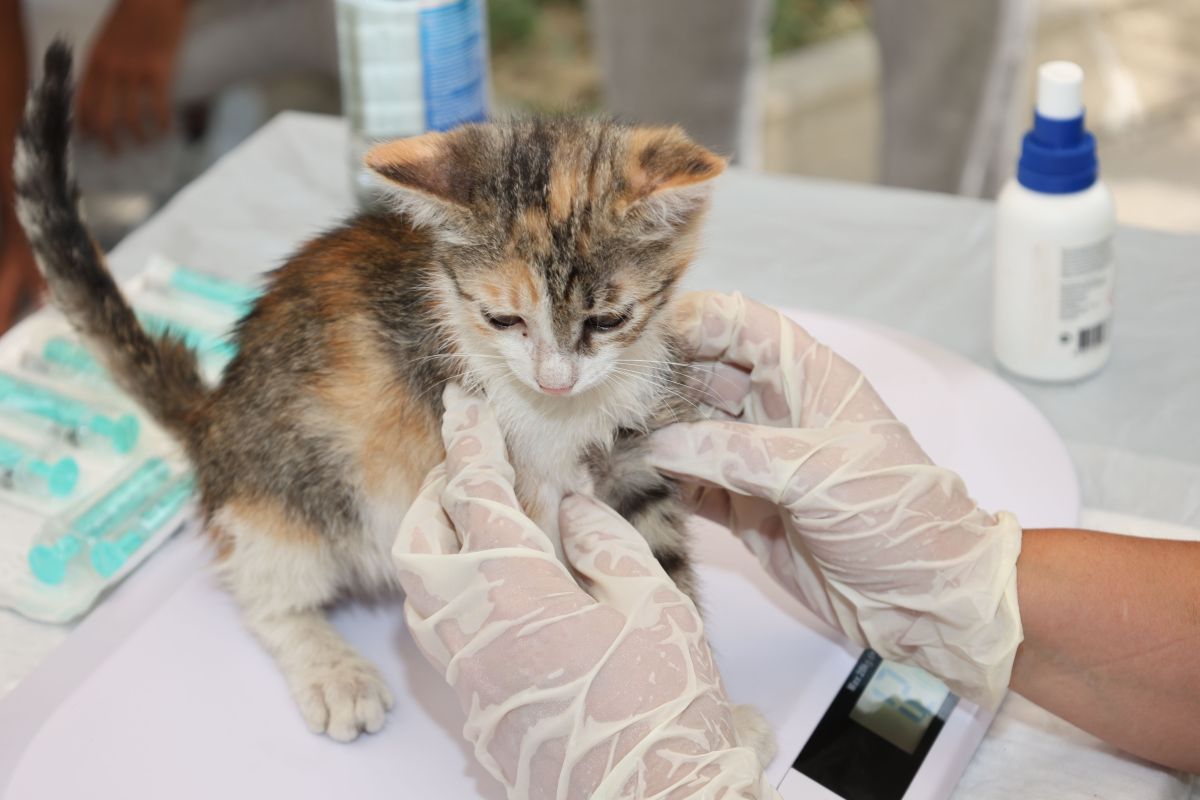 Pet Vaccination & Deworming — Mobivet Veterinary Clinic