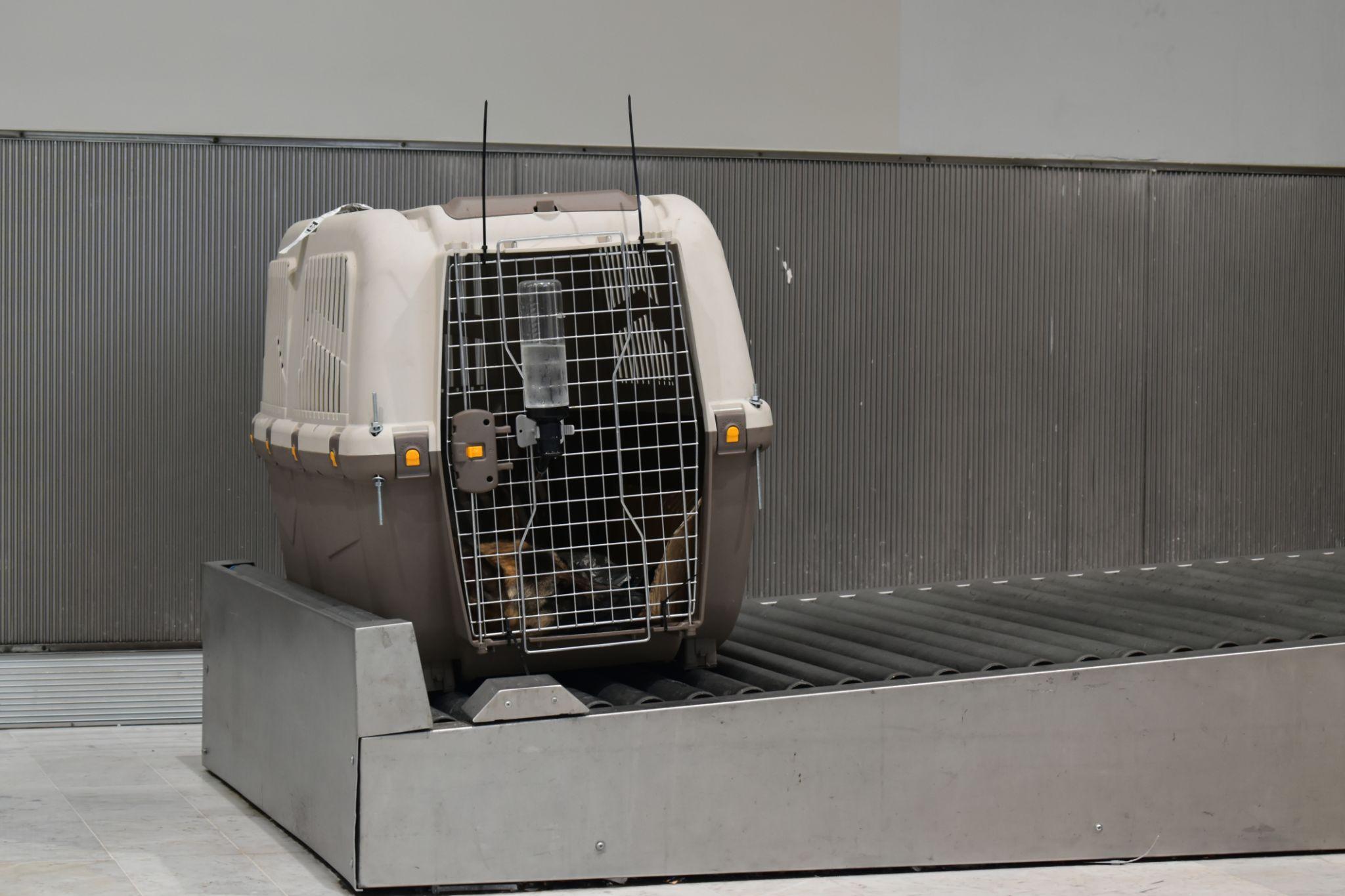 Travelling with Pets from Kenya as Accompanied Baggage (AVIH): Complete Guide